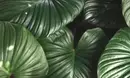 Déco tropicale : les objets déco qui transforment votre intérieur en jungle Déco tropical pour un intérieur jungle